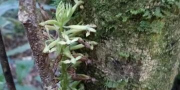 Una nueva especie de orquídea terrestre fue descubierta en el Parque Nacional Iguazú.