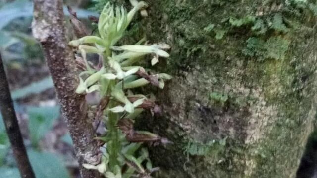 Una nueva especie de orquídea terrestre fue descubierta en el Parque Nacional Iguazú.