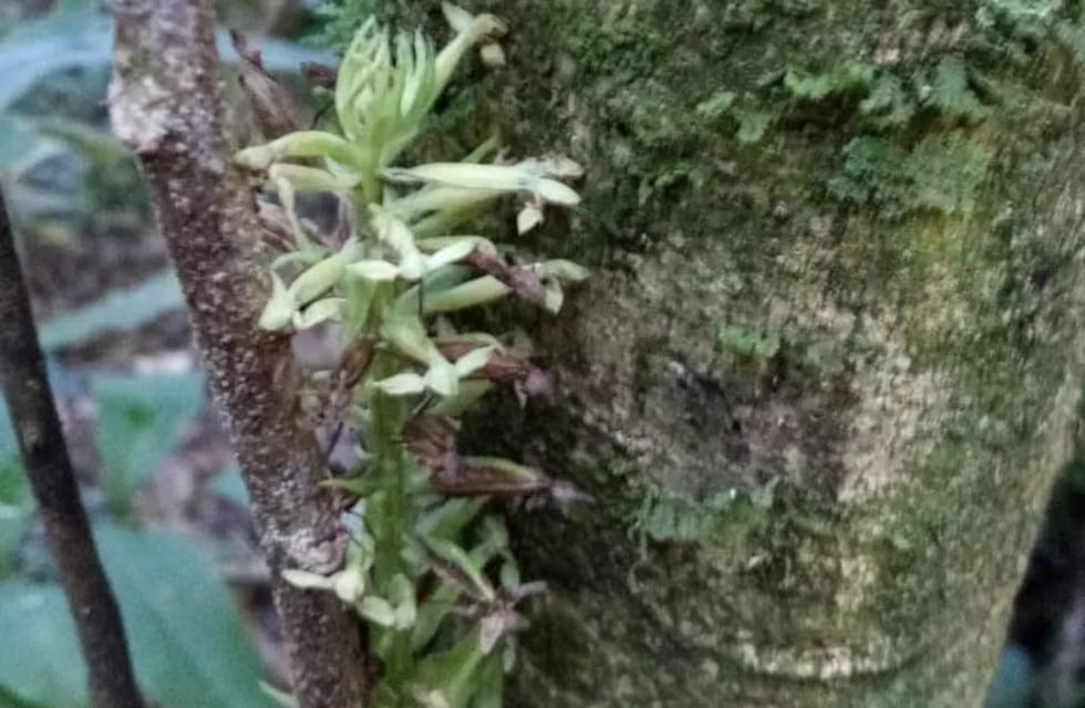 Una nueva especie de orquídea terrestre fue descubierta en el Parque Nacional Iguazú