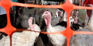 Dos casos de gripe aviar en Córdoba. (Gobierno de Córdoba)