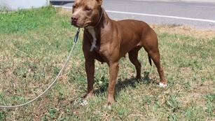 Un perro pitbull mordió a una niña de 13 años, quien debió ser internada en la ciudad de Córdoba.