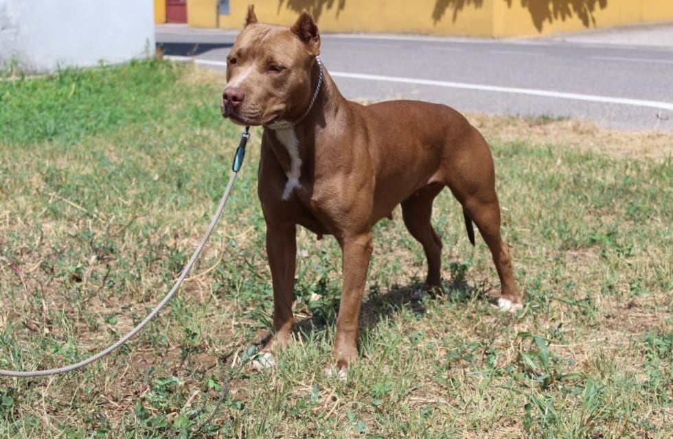 Otro ataque animal en La Pampa: un pitbull mató a una mujer de 87 años
