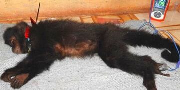 Testeo COVID-19 en animales: un mono caí es el primero en Misiones.