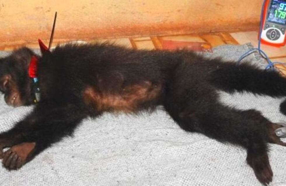 Testeo COVID-19 en animales: un mono caí es el primero en Misiones