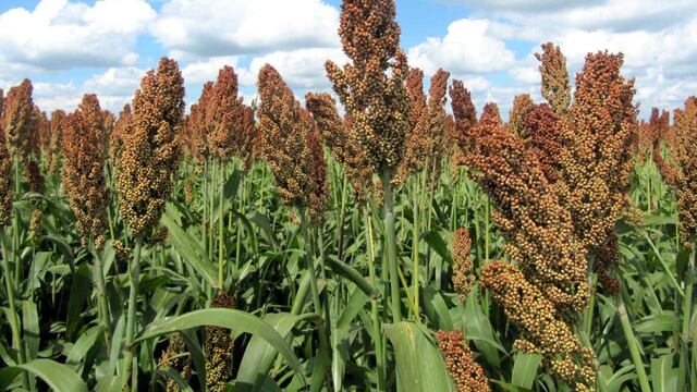 Luego de estudios en Tandil, el INTA lanza una nueva variedad de soja