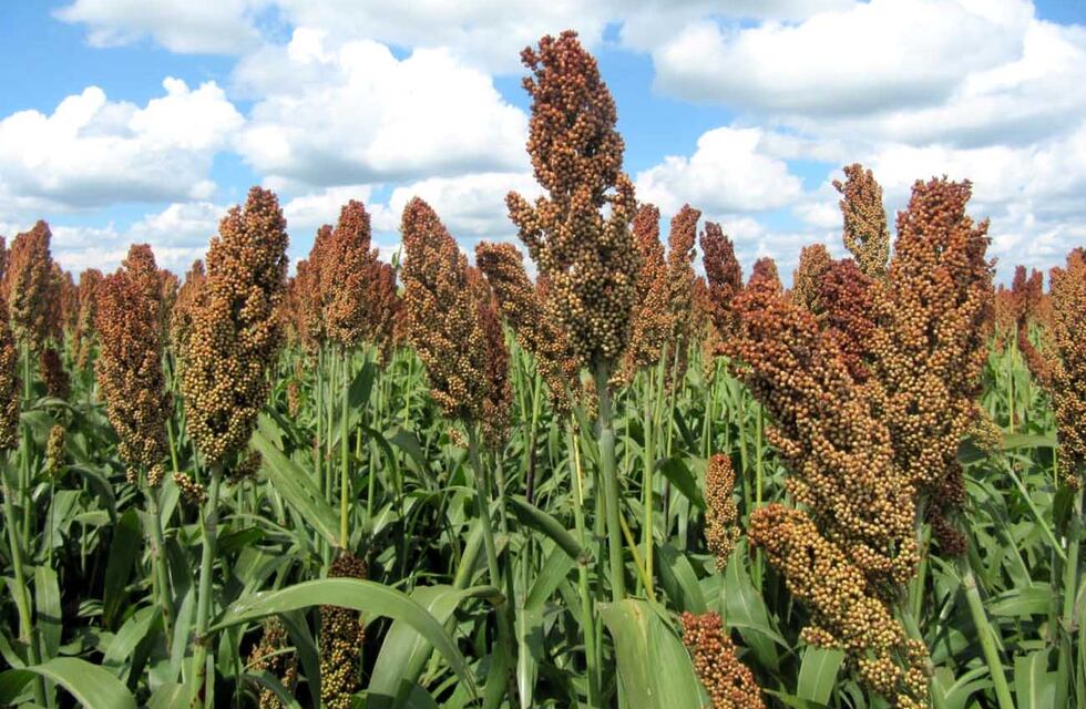 Luego de estudios en Tandil, el INTA lanza una nueva variedad de soja