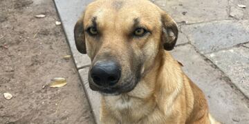 Amor puro: armaron el CV de un perrito para darlo en adopción y la descripción es imperdible. Foto: Agustina Riveros.