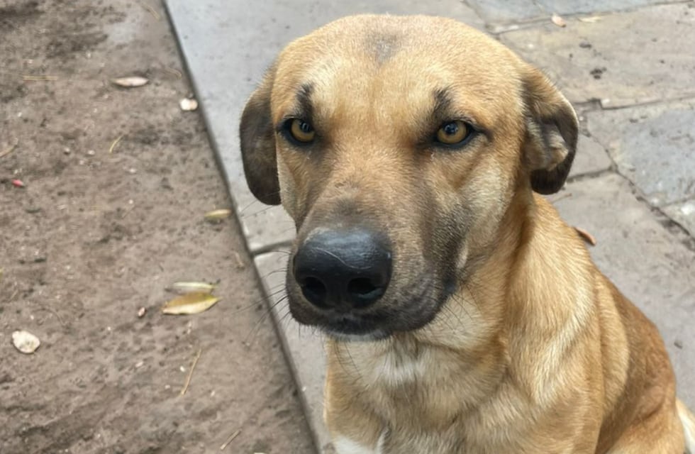 Una pareja sanjuanina le armó un CV a su perro para darlo en adopción y se volvió viral