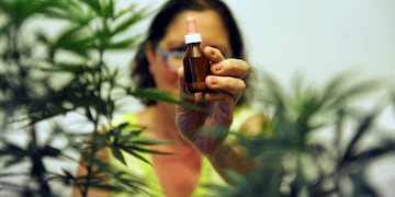 Ley cannabis medicinal.