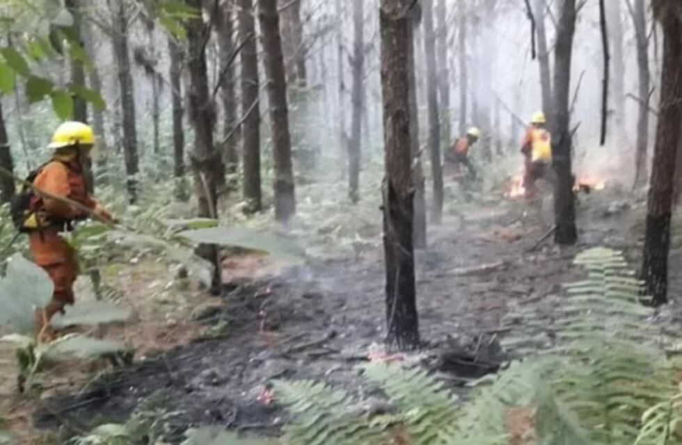 Incendios forestales: el foco registrado en la Zona Norte se encontraba en un pinar de Puerto Libertad