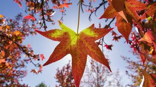 Sweet gum ( Liquidambar ) palmate leaf backlit with bright fall colors Hoja de Liquidambar palmeada a contraluz y con colores vivos de otoño /// hoja, otoño, Liquidambar, arbol, peciolo, nervios, contraluz, sol, rojo, amarillo, palmeada, belleza, naturaleza, arbol, Liquidambar styraciflua, estrella, Hamamelidaceae, Altingiaceae,rayos del sol, resplandor, nervios de hoja, soleado, traslucido, vegetal, natural, vegetacion, efecto del sol, filtro, filtrar, detalle, ramificaciones, grietas, agrietado, rumbos 920 jardin