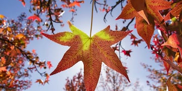 Engalanando especialmente en estos meses las veredas y senderos, las preciosas hojas del Liquidambar ofrendan sus tonalidades rojizas y nos invitan a pasear.