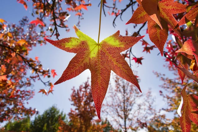 Engalanando especialmente en estos meses las veredas y senderos, las preciosas hojas del Liquidambar ofrendan sus tonalidades rojizas y nos invitan a pasear.