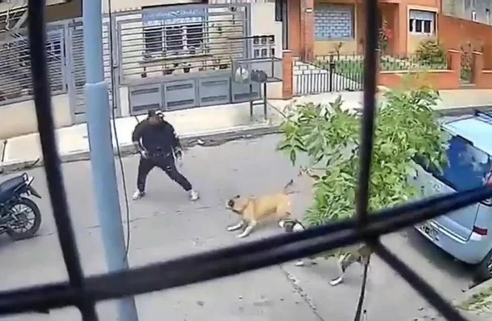 Las heroínas de cuatro patas: dos perras callejeras frustraron un intento de robo a punta de pistola