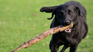 Cuáles son los comportamientos de los perros que NO recomiendan los expertos.