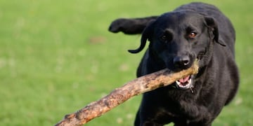 Cuáles son los comportamientos de los perros que NO recomiendan los expertos.