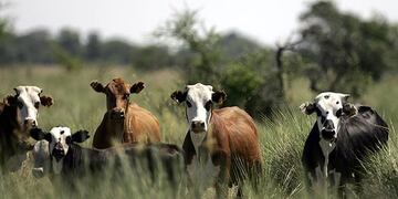Reemplazo de hembras en el rodeo de cría