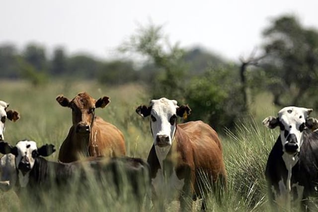 Reemplazo de hembras en el rodeo de cría