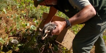 Liberan Gato Montes y Zarigüeya en la reserva de Claromecó.