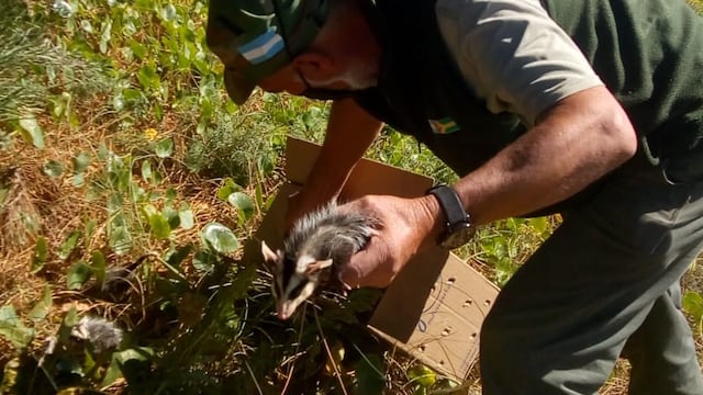 Liberan Gato Montes y Zarigüeya en la reserva de Claromecó.