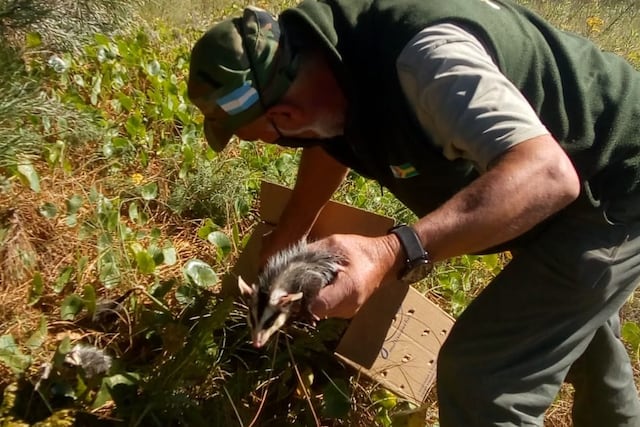 Liberan Gato Montes y Zarigüeya en la reserva de Claromecó.