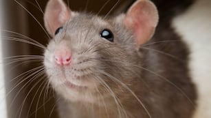 Rata