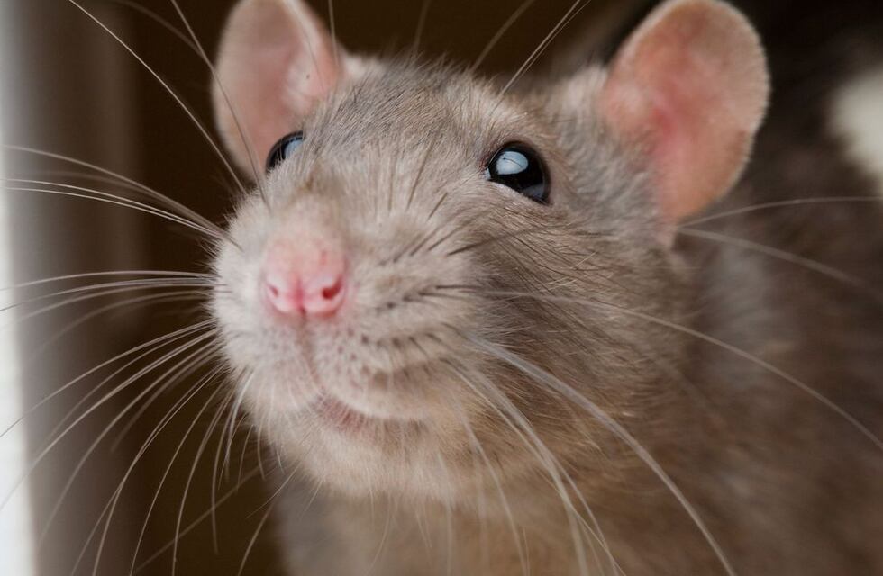 ¿Cómo prevenir la leptospirosis en Rafaela?