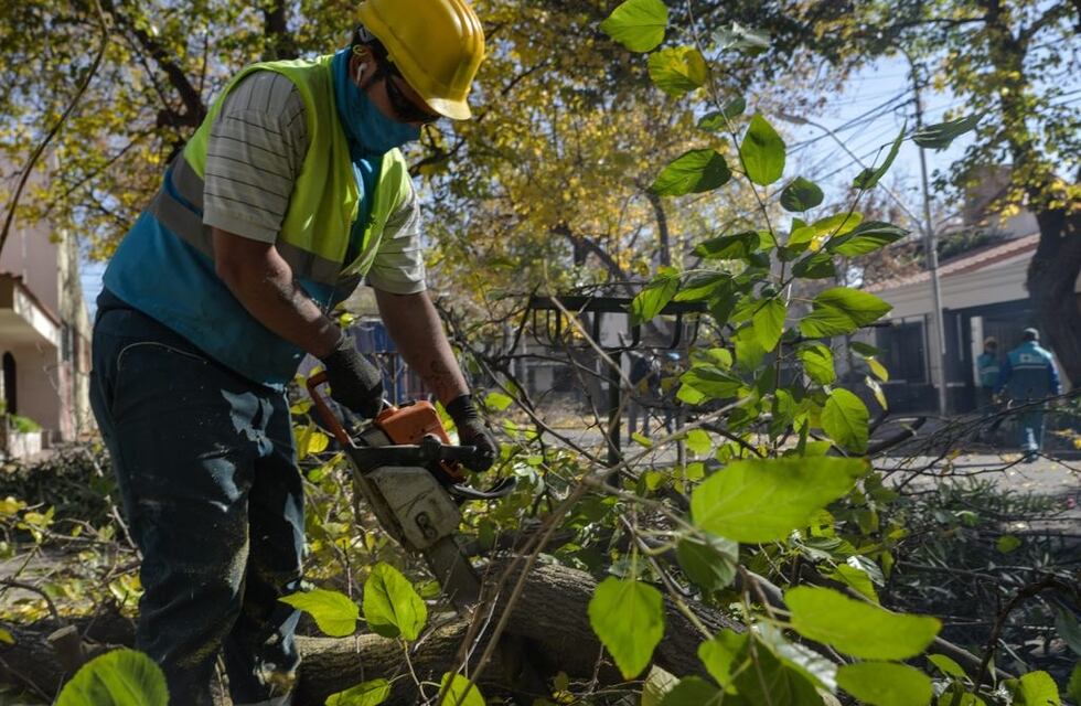 La Ciudad tercerizará gran parte de la poda invernal del arbolado