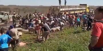 Un camión con cerdos volcó y los vecinos se llevaron a los animales vivos y muertos.