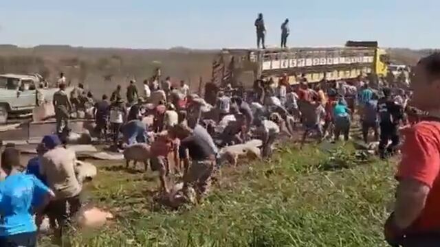 Un camión con cerdos volcó y los vecinos se llevaron a los animales vivos y muertos.