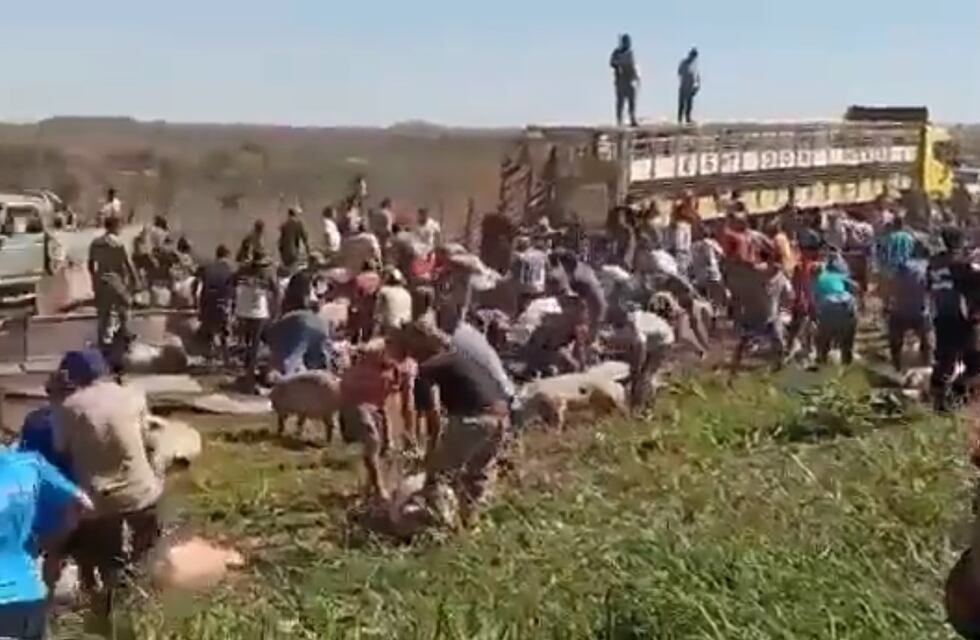 Robo de cerdos en Córdoba: ya identificaron a 40 personas y secuestraron dos toneladas de carne