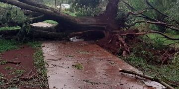 Caída de arboles y corte de energía en Eldorado tras un fuerte temporal.