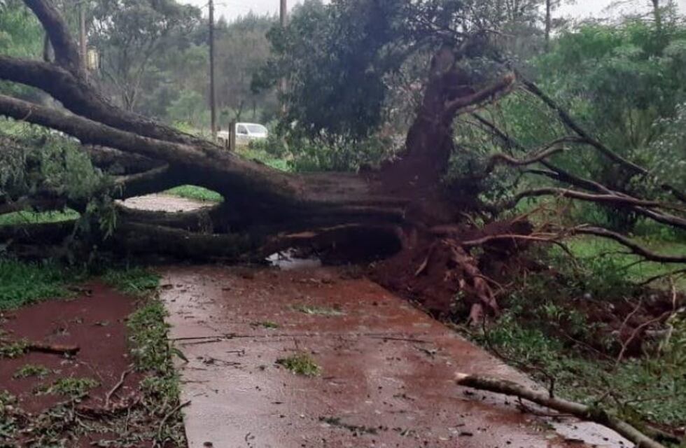 Caída de arboles y corte de energía en Eldorado tras un fuerte temporal