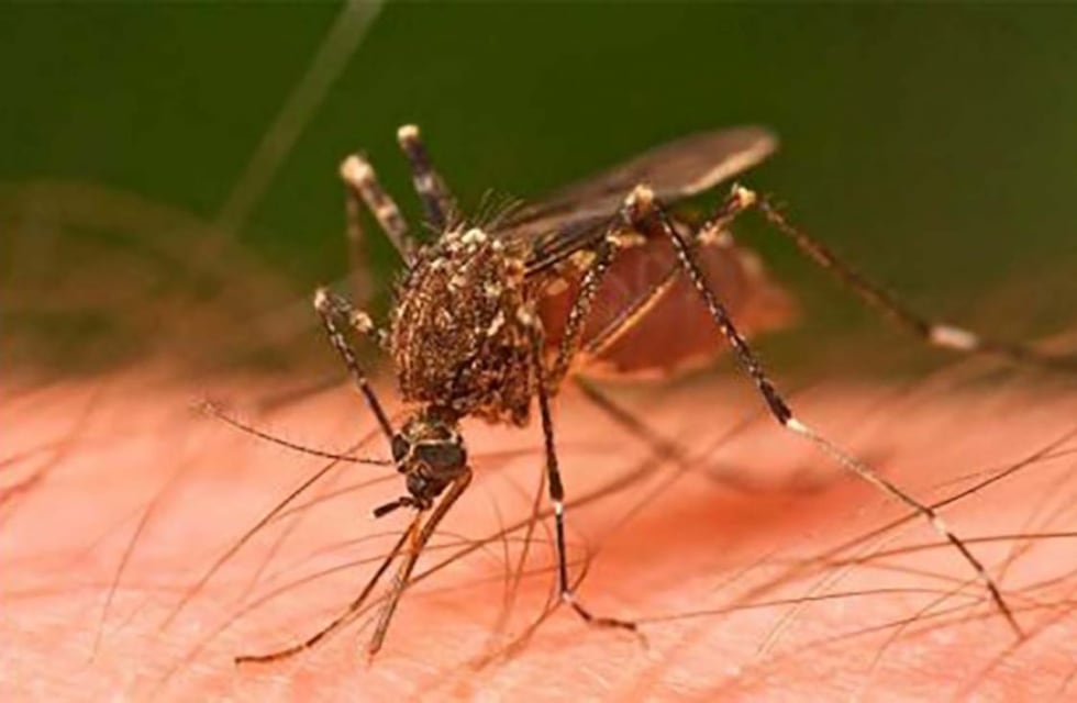 Se confirmó la muerte de dos mujeres de 24 y 28 años por dengue en Tucumán: no presentaban comorbilidades