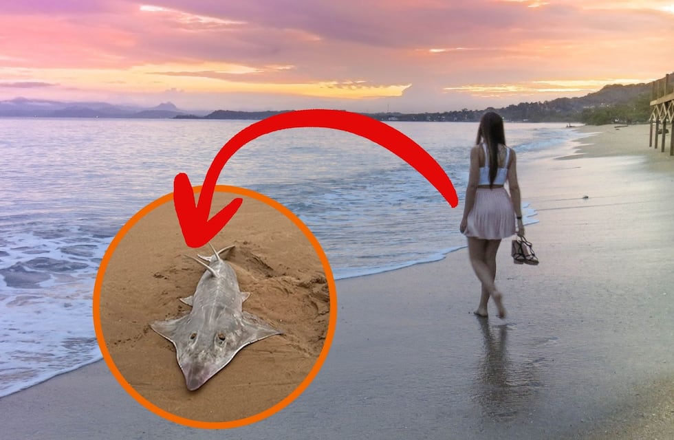 Hallazgo: iba caminando y encontró un raro pez de casi 2 metros en una playa que dejó a los científicos sin palabras