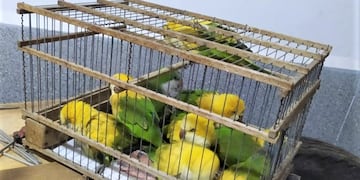 Rescataron a varios loros que eran vendidos ilegalmente en Rosario.