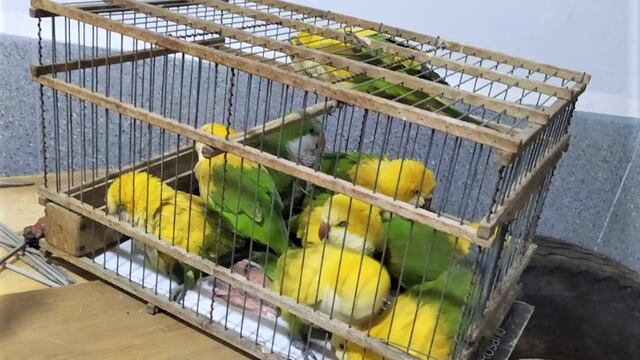Rescataron a varios loros que eran vendidos ilegalmente en Rosario.