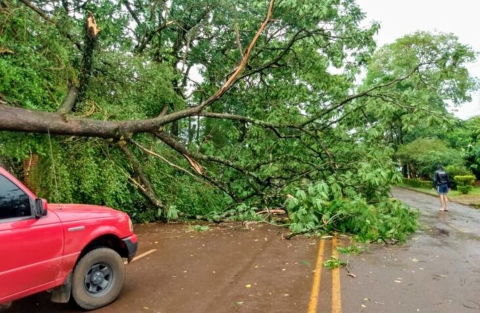 Temporal causó voladuras de techos, caída de árboles y cortes de luz en Montecarlo