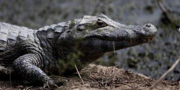 Estaban durmiendo y se les apareció un yacaré al lado de la cama (imagen ilustrativa).