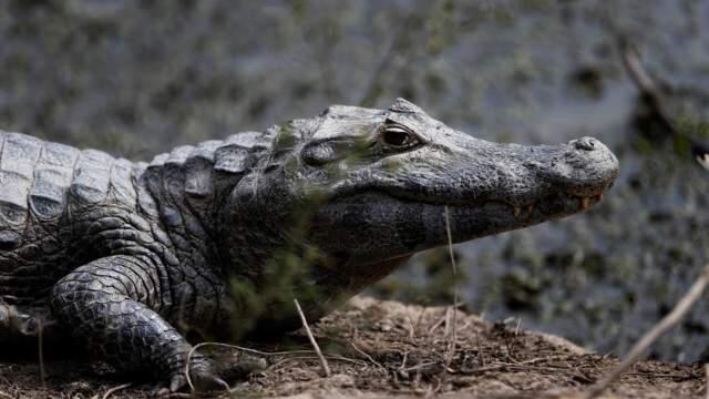 Estaban durmiendo y se les apareció un yacaré al lado de la cama (imagen ilustrativa).