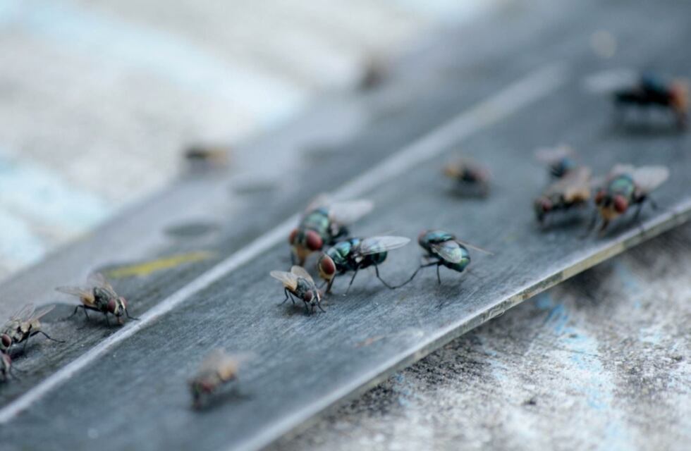 De terror y un asco: vecinos reclaman por invasión de moscas en algunos barrios de La Plata