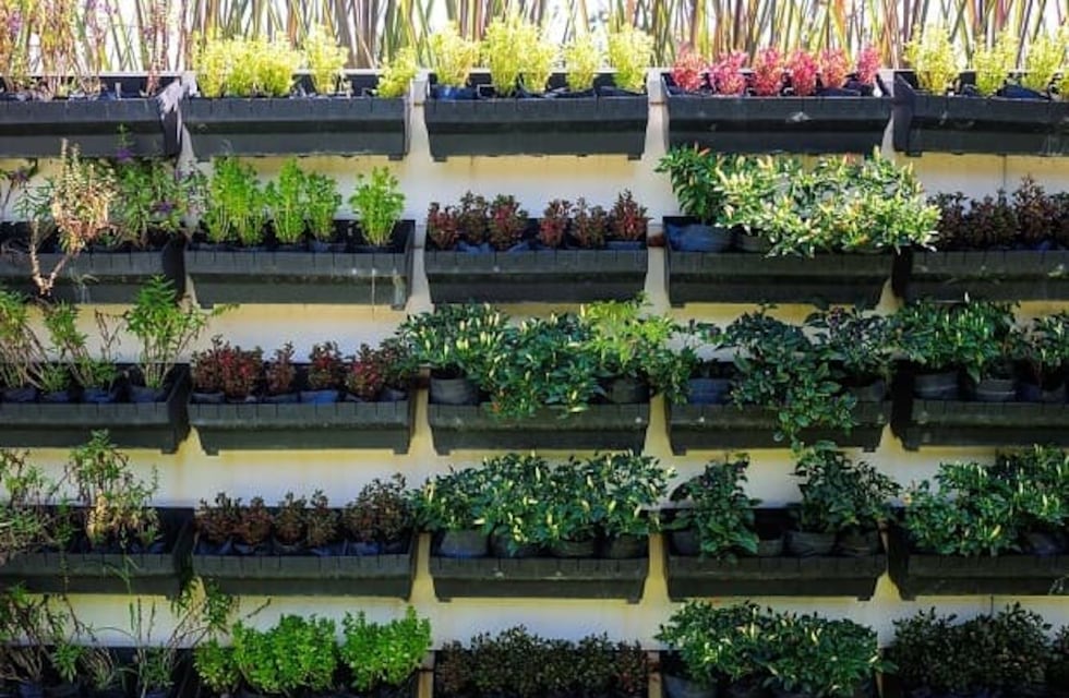 Factores a tener en cuenta en los huertos verticales