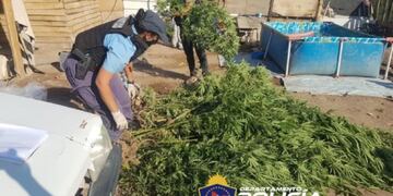 Un hombre le disparó a su vecino porque su pequeña hija el rompió el celular. La policía allanó la vivienda y encontró 26 plantas de marihuana.