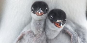 Las mejores selfies de animales. (Foto: Twitter)