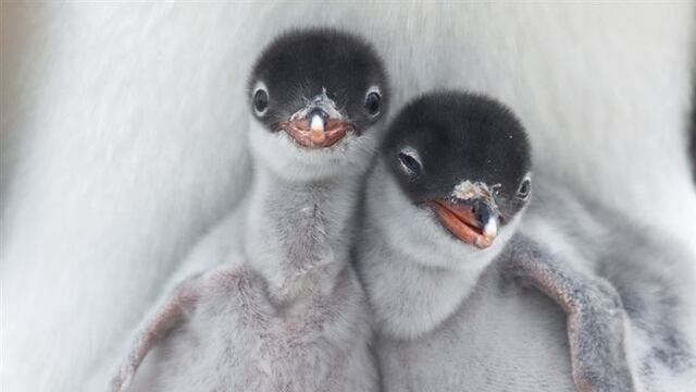 Las mejores selfies de animales. (Foto: Twitter)