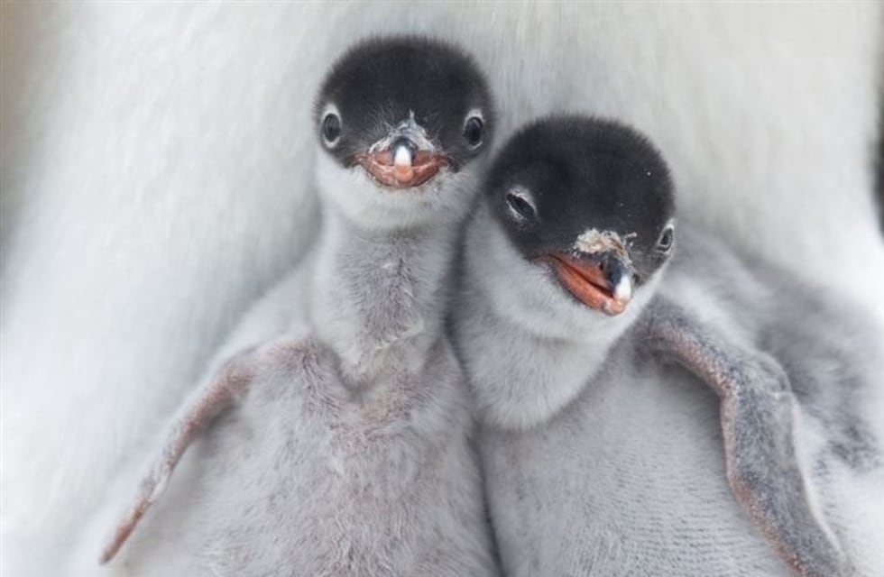 Las disparatadas “selfies” virales de mascotas y otros animales