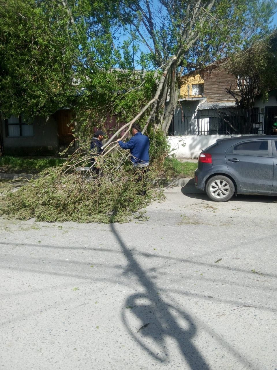 Caída de Arboles temporal de viento Ushuaia