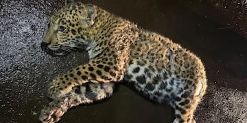 Empresa de turismo pagó una multa millonaria tras atropellar a un cachorro de yaguareté en Puerto Iguazú.