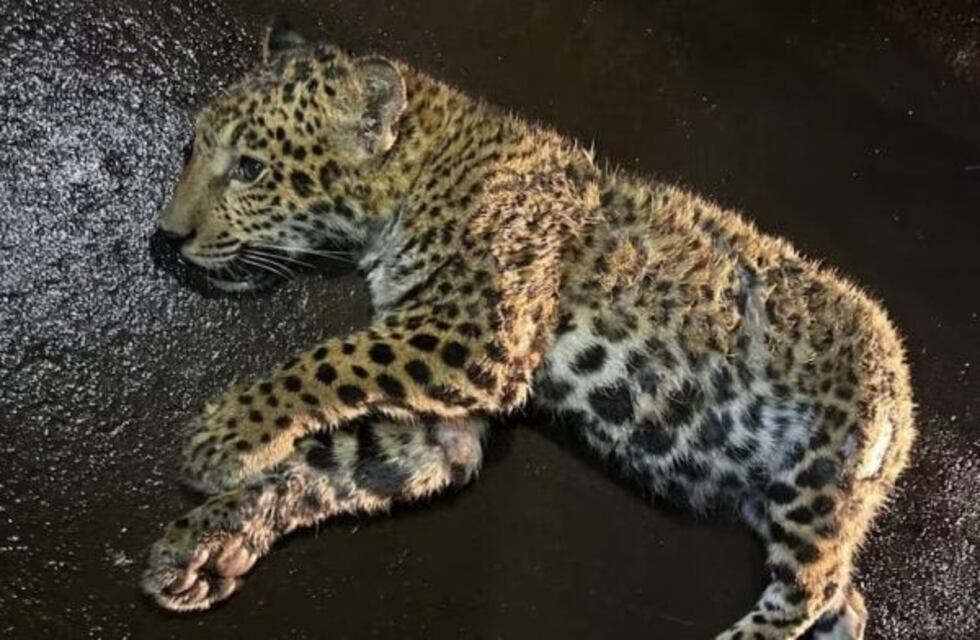 Puerto Península: intensa búsqueda de un conductor que atropelló y mató a una cachorra de yaguareté