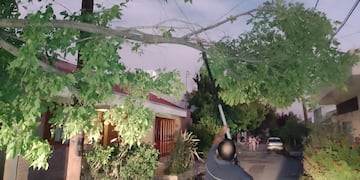 Árboles caídos a causa del intenso viento durante la tormenta en San Rafael.